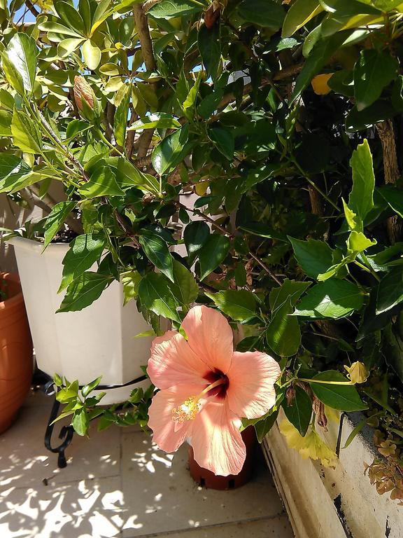 Вілла Nikita Traditional House Chania  Номер фото